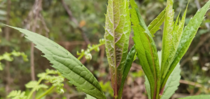 金年会(中国)官方网站入口