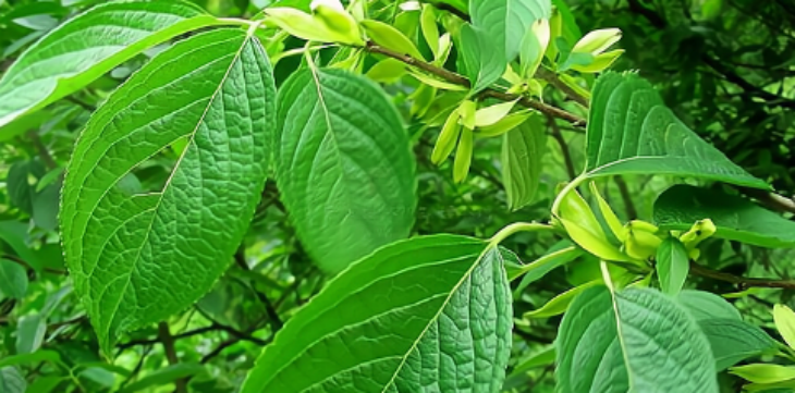 金年会(中国)官方网站入口